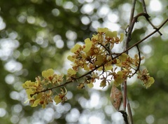 Trichocentrum ascendens