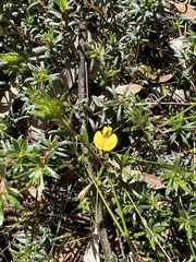 Pultenaea pedunculata