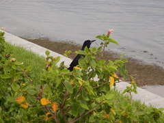 Quiscalus major westoni