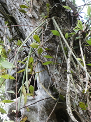 Trichocentrum ascendens