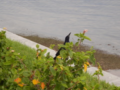 Quiscalus major westoni