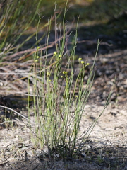 Glischrocaryon behrii