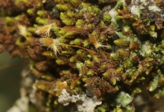 Macromitrium piliferum