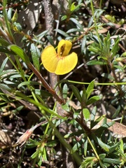 Pultenaea pedunculata