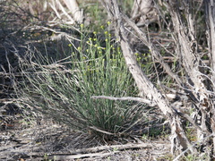 Glischrocaryon behrii