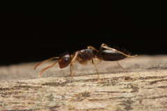 Colobopsis macrocephala