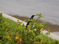 Quiscalus major westoni