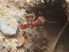 Pogonomyrmex occidentalis