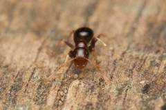 Colobopsis macrocephala