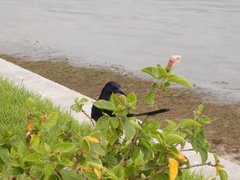 Quiscalus major westoni