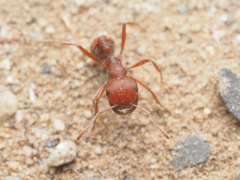 Pogonomyrmex occidentalis