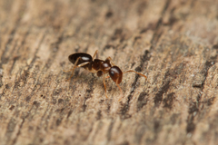 Colobopsis macrocephala