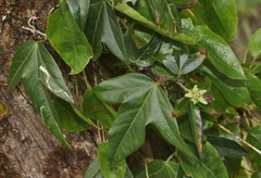 Passiflora suberosa