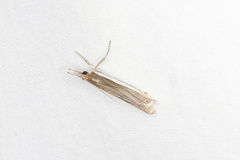 Crambus