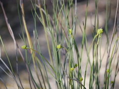 Glischrocaryon behrii