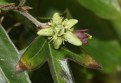 Passiflora suberosa
