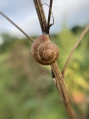 Helicoidea