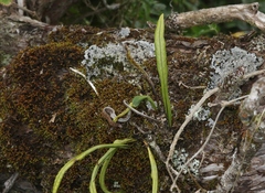 Lepisorus thunbergianus