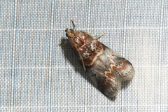 Acrobasis angusella