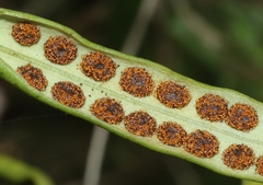 Lepisorus thunbergianus