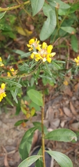 Pultenaea rosmarinifolia