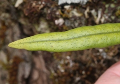 Lepisorus thunbergianus