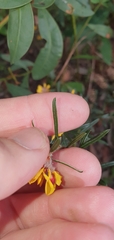 Pultenaea rosmarinifolia