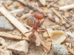 Pogonomyrmex occidentalis