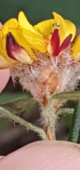 Pultenaea rosmarinifolia