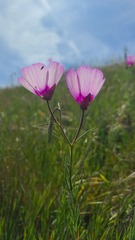 Clarkia