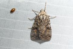 Anaplectoides pressus