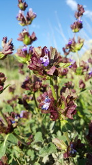 Salvia multicaulis