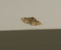 Omphisa anastomosalis