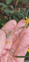 Pultenaea rosmarinifolia