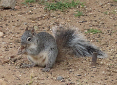 Sciurus arizonensis