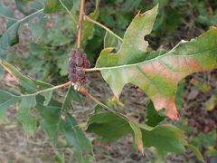 Kokkocynips imbricariae