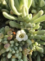 Nolana crassulifolia