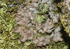 Peltigeraceae