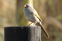 Embernagra platensis