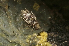 Lepidopsocidae