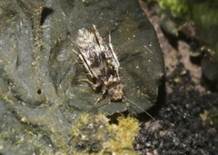 Lepidopsocidae