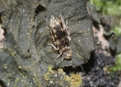 Lepidopsocidae