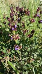 Salvia multicaulis