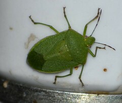 Nezara viridula