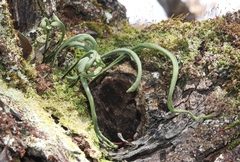 Lepisorus thunbergianus