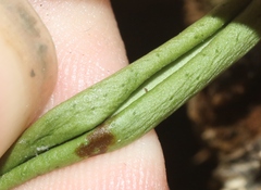 Lepisorus thunbergianus