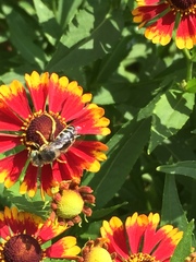 Bembix americana spinolae