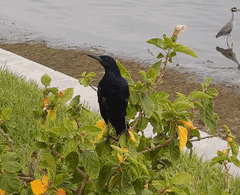 Quiscalus major westoni