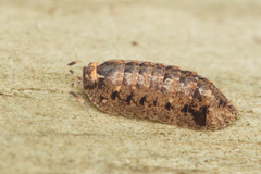Armadillidae