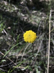 Leptorhynchos squamatus